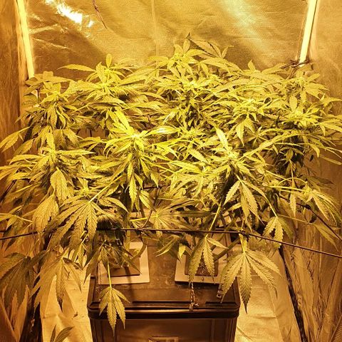 Pineapple growlog timeline photo