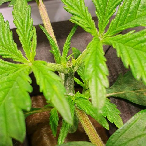 Auto Pineapple Candy growlog timeline photo
