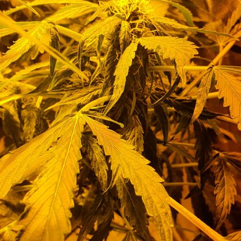 Pineapple growlog timeline photo