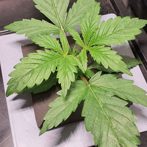 Auto Pineapple Candy growlog timeline photo
