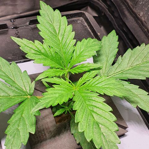 Auto Pineapple Candy growlog timeline photo