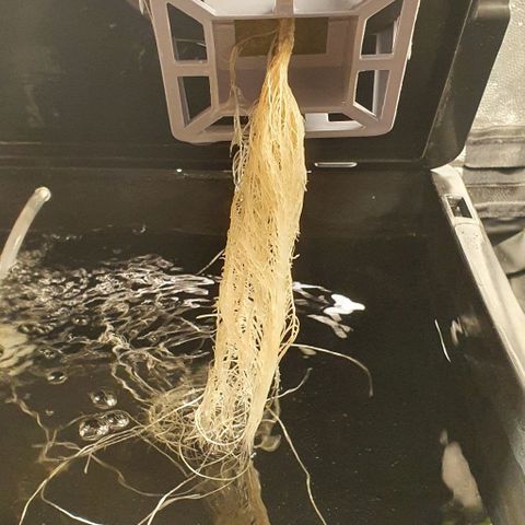 Auto Pineapple Candy growlog timeline photo
