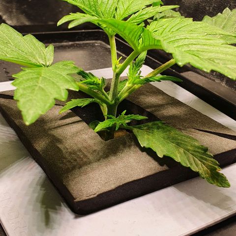 Auto Pineapple Candy growlog timeline photo