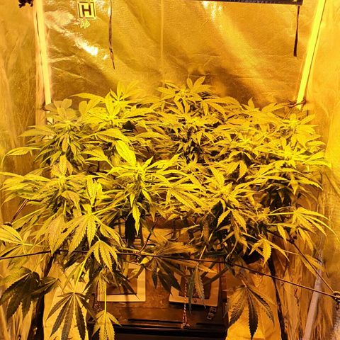 Pineapple growlog timeline photo