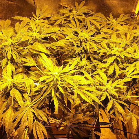 Pineapple growlog timeline photo