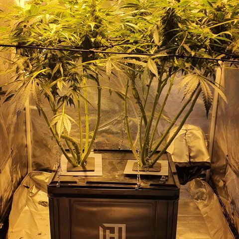 Pineapple growlog timeline photo