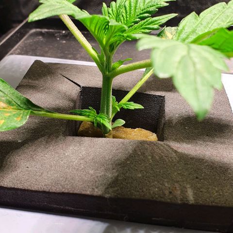 Auto Purple Candy growlog timeline photo