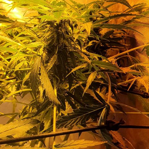 Pineapple growlog timeline photo