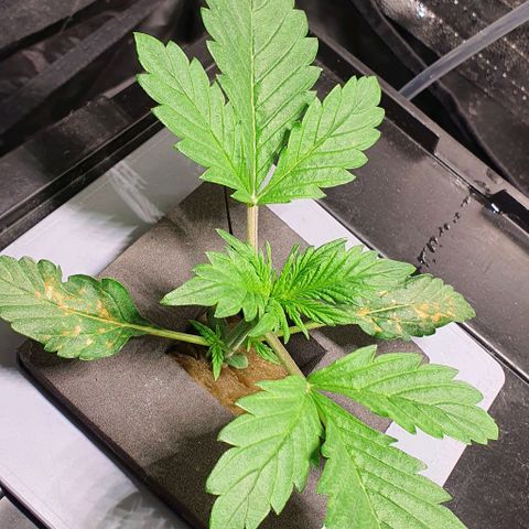 Auto Purple Candy growlog timeline photo