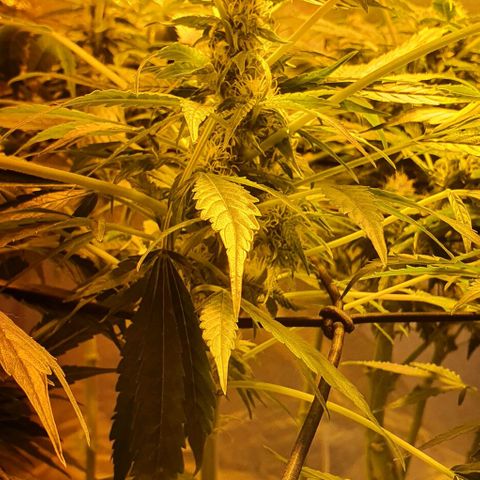 Pineapple growlog timeline photo