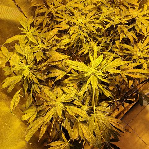 Pineapple growlog timeline photo