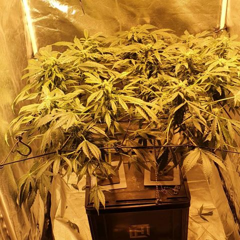Pineapple growlog timeline photo
