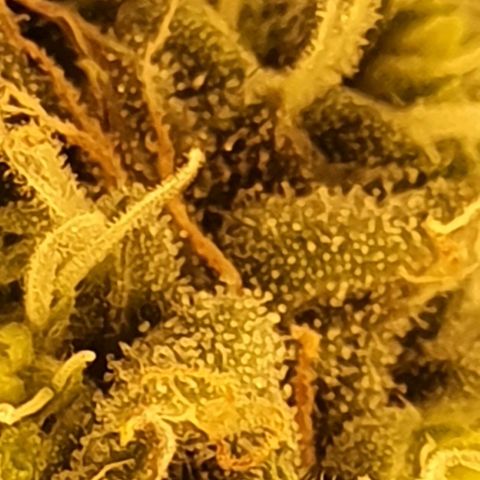 Pineapple growlog timeline photo