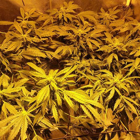 Pineapple growlog timeline photo
