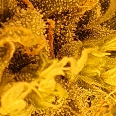 Pineapple growlog timeline photo