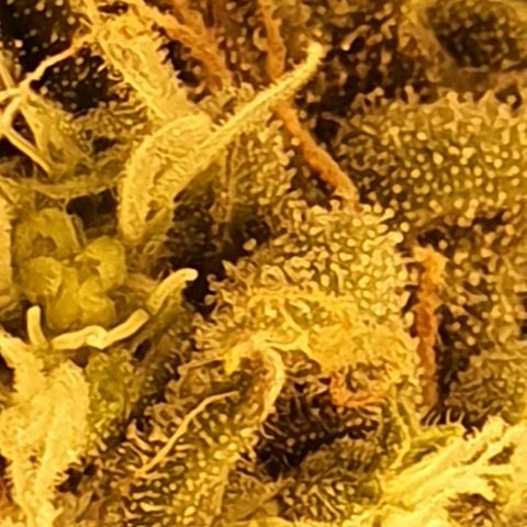 Pineapple growlog timeline photo