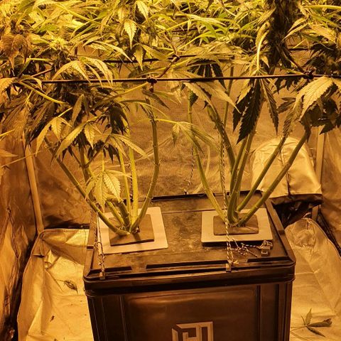 Pineapple growlog timeline photo