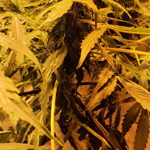 Pineapple growlog timeline photo