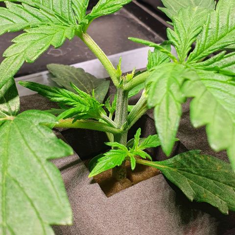 Auto Pineapple Candy growlog timeline photo