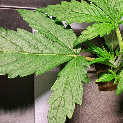 Auto Pineapple Candy growlog timeline photo