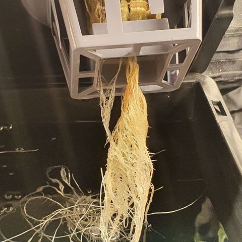 Auto Pineapple Candy growlog timeline photo