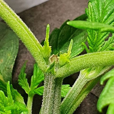 Auto Pineapple Candy growlog timeline photo