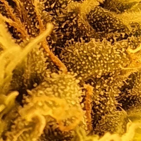 Pineapple growlog timeline photo