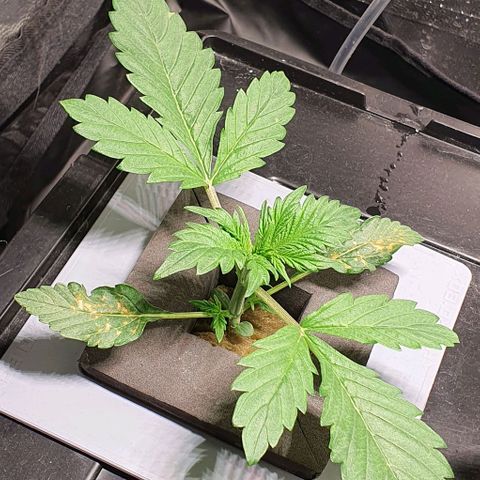 Auto Purple Candy growlog timeline photo
