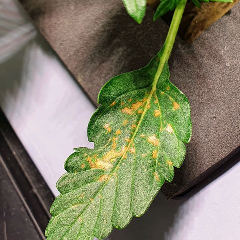 Auto Purple Candy growlog timeline photo