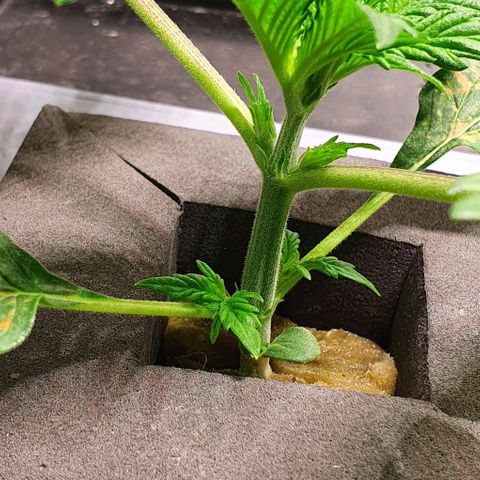 Auto Purple Candy growlog timeline photo