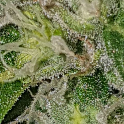 Pineapple growlog timeline photo