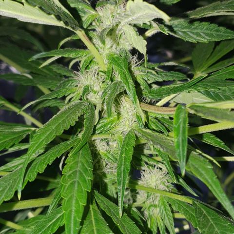 Pineapple growlog timeline photo