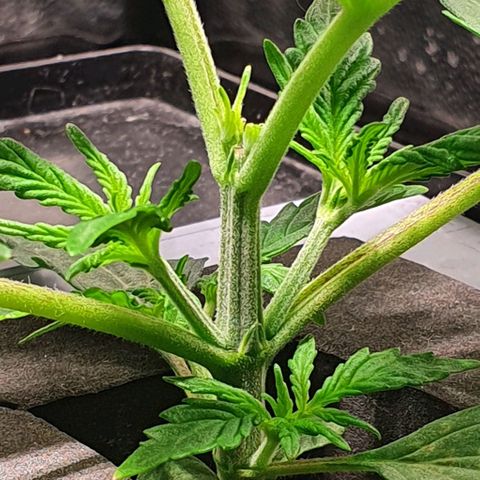 Auto Pineapple Candy growlog timeline photo