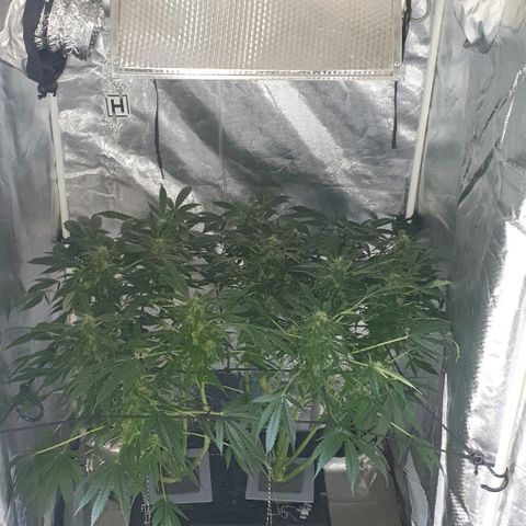 Pineapple growlog timeline photo