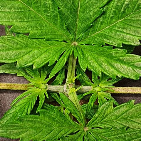 Auto Pineapple Candy growlog timeline photo