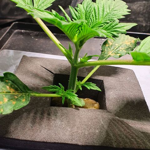 Auto Purple Candy growlog timeline photo