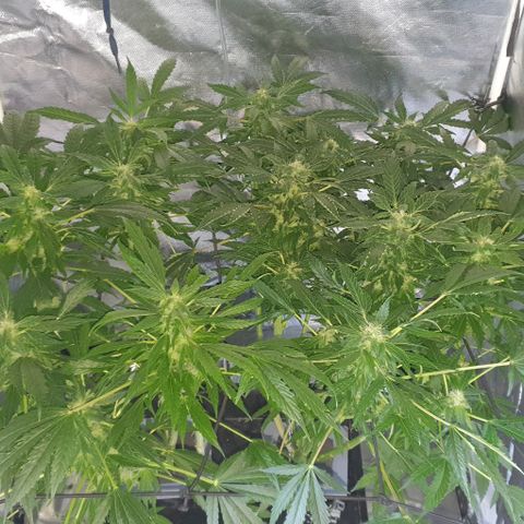 Pineapple growlog timeline photo