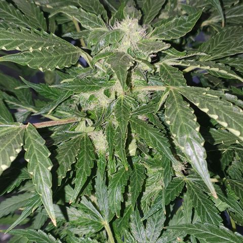 Pineapple growlog timeline photo