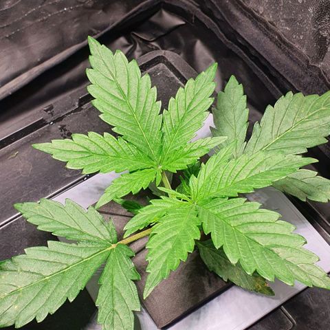 Auto Pineapple Candy growlog timeline photo