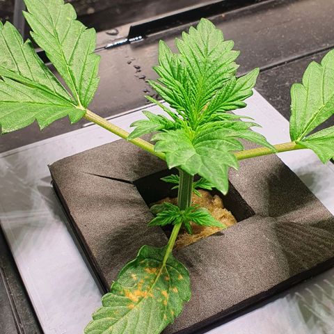 Auto Purple Candy growlog timeline photo