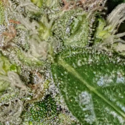 Pineapple growlog timeline photo