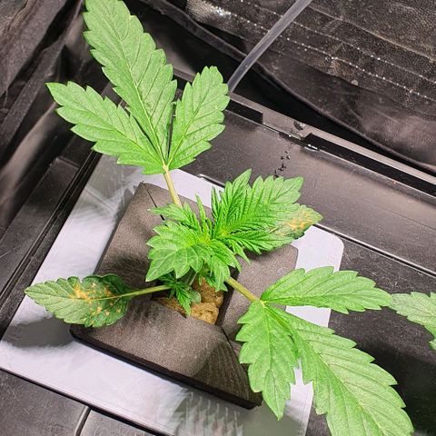 Auto Purple Candy growlog timeline photo