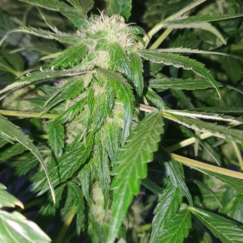 Pineapple growlog timeline photo