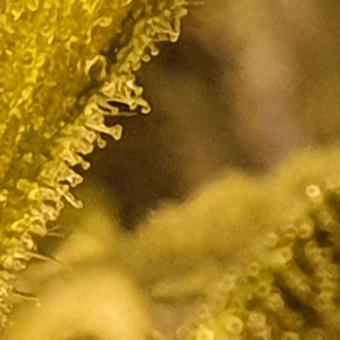 Pineapple growlog timeline photo