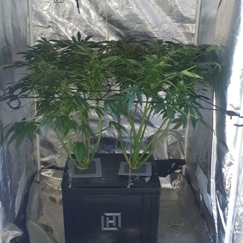 Pineapple growlog timeline photo