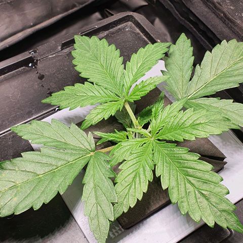 Auto Pineapple Candy growlog timeline photo