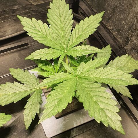 Auto Pineapple Candy growlog timeline photo