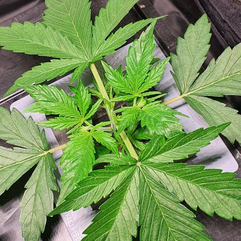 Auto Pineapple Candy growlog timeline photo