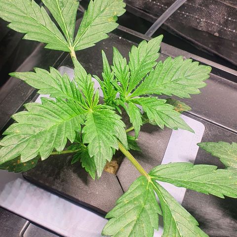Auto Pineapple Candy growlog timeline photo