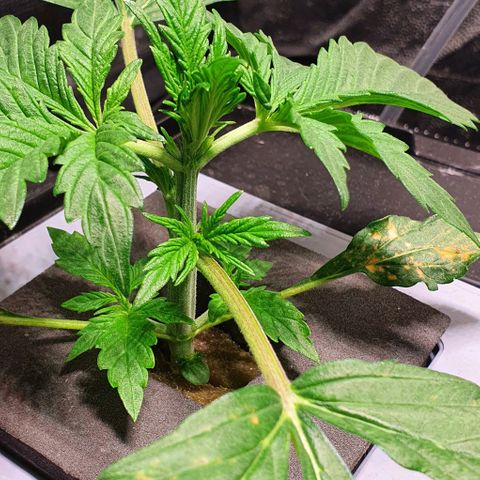 Auto Purple Candy growlog timeline photo